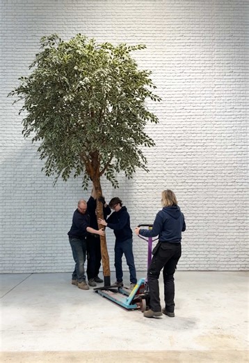 A fantastic bespoke ficus tree ready to make its way to Germany 🇩🇪