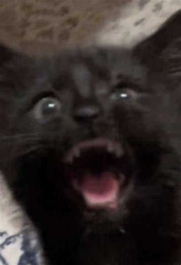 Q origin story: Funny cat antics and playful moments