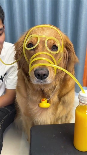 "Straw Dog" # Cute Pets Come to Life @ Douyin Assistant # Douyin Animal Encyclopedia