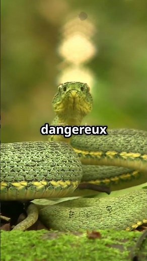 Vipère aspic : Le serpent fascinant