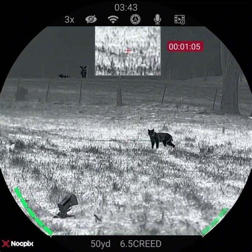 Huge Bobcat Stalks The ‪@FOXPROINC‬ X24! #bobcat #foxpro #predatorhunting #thermalhunting #nocpix