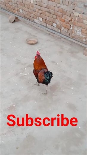 Rooster Eating Time #subscribe