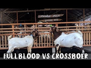 Percentage Boer Goats are larger than Pure Boer Goats | Boer Goat Farm