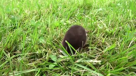 Curious Questions: How did shrews get such a bad name?