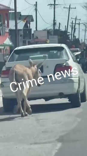 ‼️UPDATE‼️🚨 MAN ARRESTED FOR ANIMAL CRUELTY IN LA GRANGE 🚨Police have arrested a 64-year-old man of Independence Street, La Grange, West Bank Demerara, around 5:00 p.m. today (Monday, November 4, 2025), for cruelty to an animal — an offence under Section 178(1) of the Summary Jurisdiction (Offences) Act, Chapter 8:02.The arrest came after a disturbing video went viral on social media showing a motor car (PJJ 8712) being driven along the La Grange Public Road, with a donkey cruelly tethered and