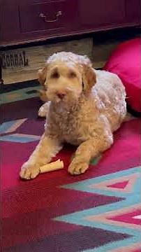Blonde older Australian Labradoodle Puppy