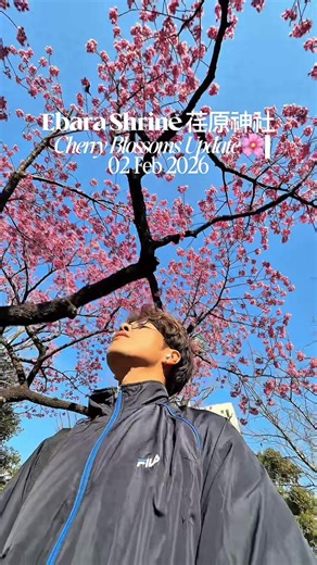 ebara shrine is not only ancient, but also one of the first places in tokyo where winter cherry blossoms bloom & as of now, it’s blooming beautifully! 📍ebara shrine 荏原神社, tokyo 🌸 peak bloom: early~mid fevruary #荏原神社 #tokyo #japan #cherryblossom #kawazuzakura