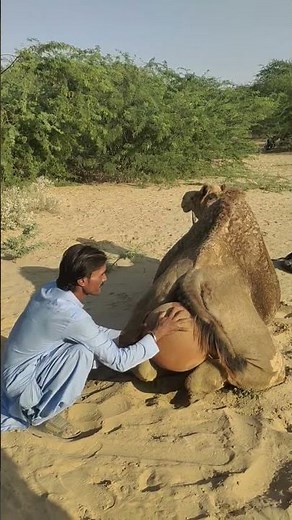 The Desert's Gentle Giants | Thar Camel Life