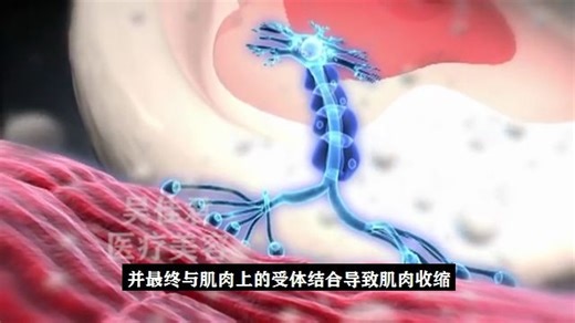 肉毒素作用机理