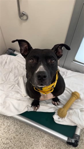 🏡 Our adoptable dogs are ready to come to the cottage, aka your home! Find the Shane to your Ilya by visiting aspca.org/adopt 🏒🐶🧡 #ASPCA #HeatedRivalry #thecottage #hockey | ASPCA