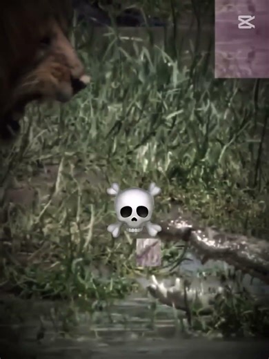 🦁Lion vs🐊 Aligator #animals #shorts #viral #reels #wildlife #vs #lion #aligators #king #nature