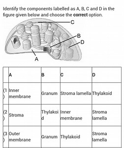 Identify the components labelled as \mathrm { A } , \mathrm { B... | Filo