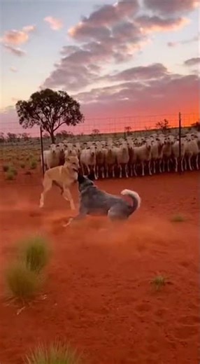 Australian Cattle Dog: Guardian of the Outback