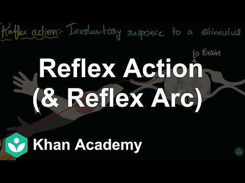 Reflex action (& reflex arc) | Neural Control & Coordination | Class 11 | Biology | Khan Academy