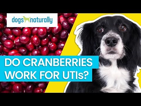 Do Cranberries Work For Urinary Tract Infections In Dogs?