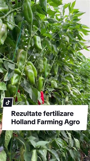 Rezultate fertilizare Holland Farming Agro