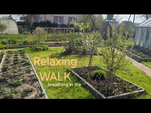 Peaceful Spring Walk in the Vegetable Garden