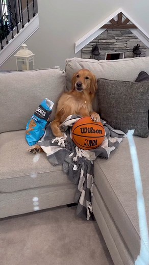 My dogs transformation was incredible! #dog #goldenretriever #dogsoffacebook