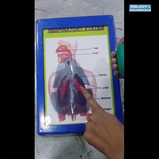 RESPIRATORY System With Balloon #biologyproject #educationalproject #schoolprojects
