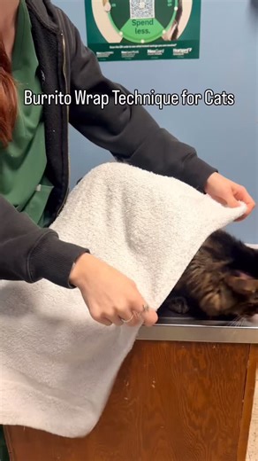 Winterville Animal Clinic on Instagram: "Vader helped demonstrate the burrito wrap method for cats! Using the burrito wrap technique helps cats stay calmer and less stressed for nail trims, deworming, and medicating. Place your cat on a counter-height, safe surface to begin. #cathealth #healthypets #vetmed #petparent"