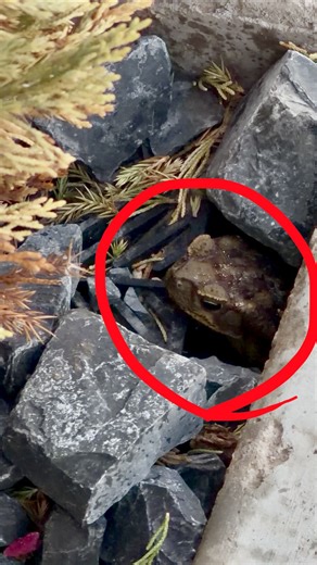 The cane toad is North America’s largest toad, with adults typically ranging from 4 to 6 inches, but capable of reaching up to 9 inches in length. | Ramsey Ramirez