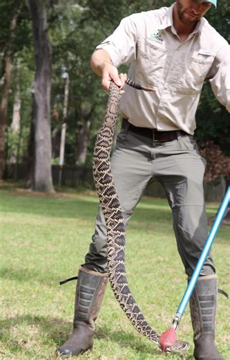 This huge diamondback rattlesnake was caught and safely relocated to a preserve!