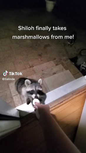 Shiloh Raccoon Overcomes Fear and Takes Marshmallows