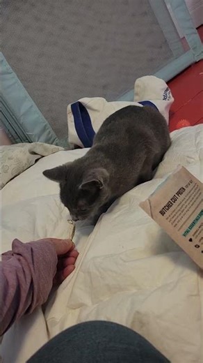 Meet Splat a Domestic Shorthair currently available for adoption! 2/8/2026 2:00:32 PM