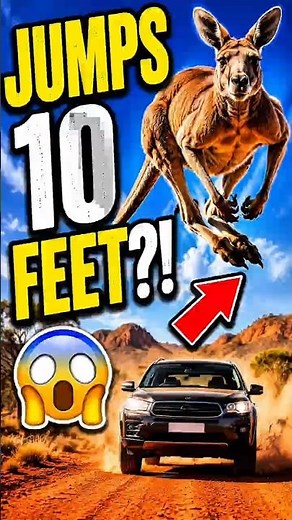 🦘 How High Can Kangaroos Jump? #animalfacts #animals #wildlife