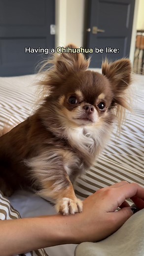 📣 chihuahua owners unite | chihuahua