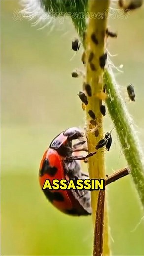 MIRACLE UNFOLDING: Praying Mantis Hatching in 60 Seconds! 🌱👀