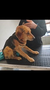 2.4K views · 21 reactions | Update - 1 July 2024, 5pm. Please help❗...