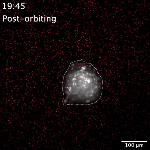 The shape of things to come: How spheroid geometry guides multicellular orbiting and invasion