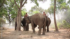 Elephant mahout portrait. The Kuy (Kui) People of Thailand and Elephant Ritual Making or Wild Elephant Catching in forest. Mahout shepherd Elephant in forest at Elephant Village Thailand. Conservation