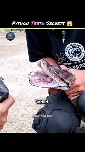Why do pythons have more than 100 teeth? 😱 | #shorts