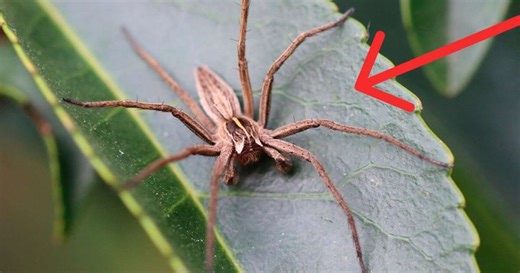 Como se proteger da aranha-marrom sem gastar dinheiro e usando itens que você tem em casa