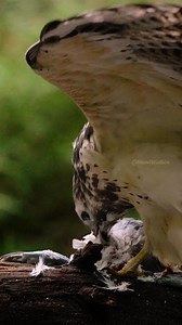 98K views · 360 reactions | Common buzzard Plucks feathers with its Shapr Beak Wincent PCj8Q #bird #nature #wildlife | HAWI Studios | Facebook