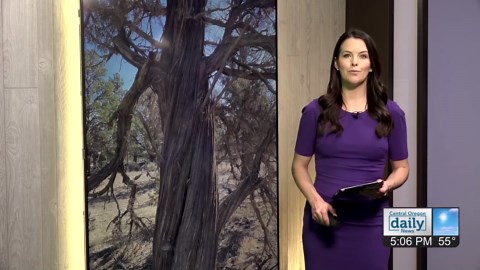 Oregon Arbor Month: Historic heritage trees honored statewide