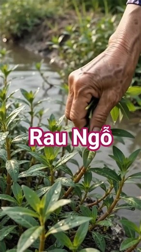 Rau Ngổ – Loại Rau Quen Thuộc Nhưng Có Nhiều Công Dụng Cho Sức Khỏe