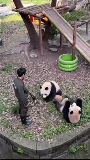 The dog barking sounded Panda #Panda #Giant #Animal