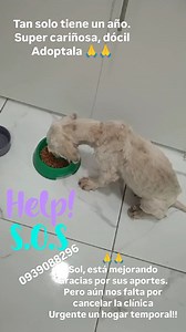 20 reactions · 11 shares | **ACTUALIZACIÓN DEL CASO DE LA PEPRRIT A SOL** Es reconfortante escuchar que ella ahora ya come, se siente mucho mejor de animo aún esta en tratamiento. Necesita un HOGAR TEMPORAL, dónde le puedan dar su medicina a tiempo. Si está en tus manos ayudar escríbenos al 0939088296 #sos #perro #sol #gye #hogartemporal | Adopción Animal Guayaquil - AG | Facebook