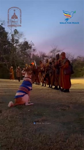 🙏 Our morning start today from Walton County Fire Station 13 in Loganville, GA on Day 69 - 1/2/2026. Today we are heading to Monroe and Good Hope. May you and all beings be well, happy and at peace. 🙏✨ #WalkForPeace #Buddhistmonks #AlokathePeaceDog #Loganville #Georgia | Walk for Peace