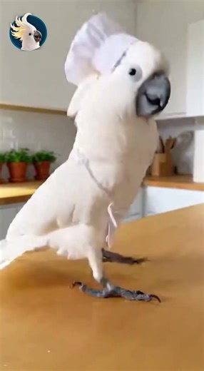 Chef Hat On… He Started Cooking the Beat 😂