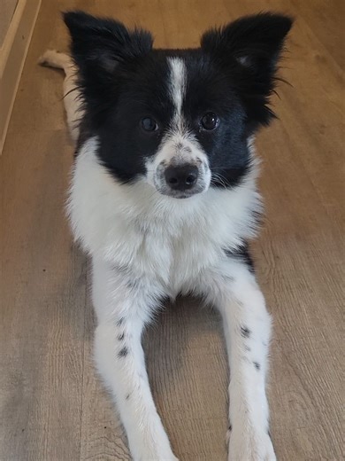 🐾🤍 #zwergspitz #puppylife #dogsoftiktok #welpenzeit #dogmoments