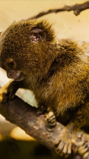 140K views · 4.9K reactions | At just 4–6 inches tall, the pygmy...