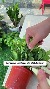 🌼 Master the Art of Gardenia Cuttings!Propagate like a pro and watch your garden flourish! ✨🌱#cuttings #gardeningtips #growyourown #gardenlove #gardenizi | Garden Tips & Tricks