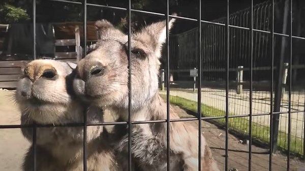 The Secrets Behind the Profitable Kangaroo Farming Industry