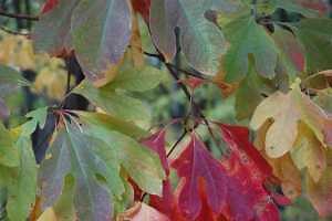 Fall color season is just around the corner