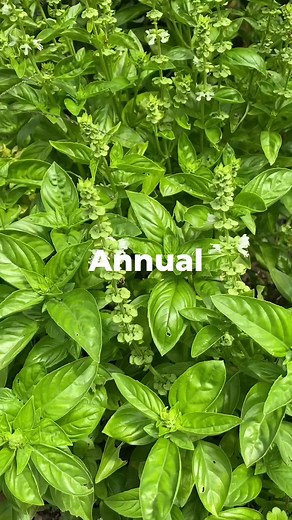 Preserving Fresh Basil: Simple Methods for Autumn