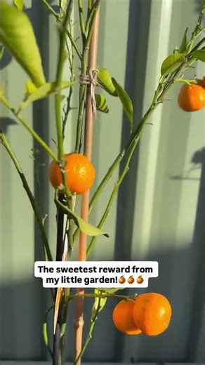 First Harvest of My Dwarf Mandarin! 🍊